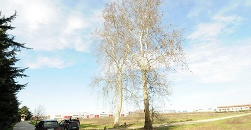 I luoghi del delitto di Marco Perini. Nella foto i platani piantati da Paolo Perini papa’ di Marco per festeggiare la nascita del figlio le piante si trovano sul vialetto di accesso alla cascina Vismara e all’epoca dei fatti tale passaggio era chiuso da una catena e il transito era consentito solo a poche persone. Foto Roberto Garavaglia