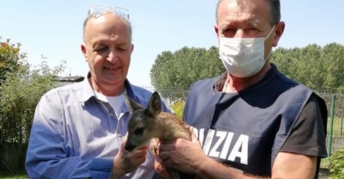 Lacchiarella: cucciolo di capriolo senza mamma recuperato e salvato dalla Polizia Metropolitana