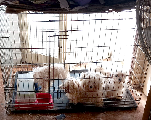 Sequestrati undici cani dalle guardie zoofile Oipa di Pavia in collaborazione con ATS e Polizia locale