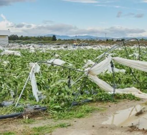 Maltempo, Coldiretti Lombardia: campagne senza tregua