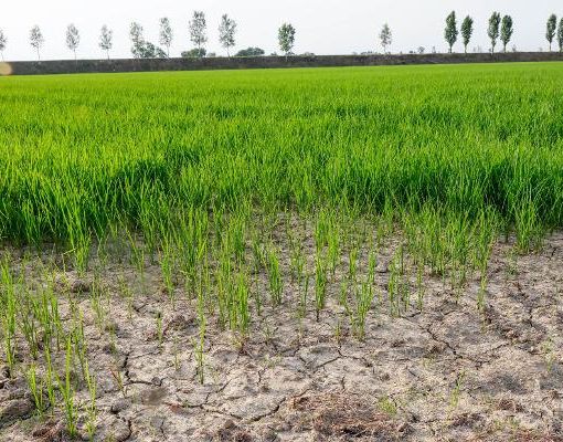Siccità, Est Sesia: cauto ottimismo per la prossima stagione irrigua