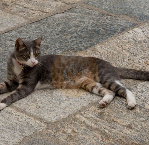 L’oasi e le colonie feline di Trecate saranno gestiti da Oasi Felina