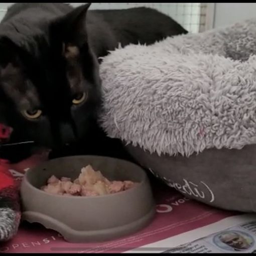 Il micio Ugo riprende timidamente a mangiare