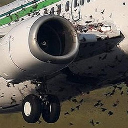 Volo Milano-Palermo &quot;colpito&quot; da stormo di uccelli rientra in emergenza a Linate