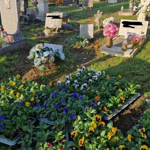 Centoventi viole per il cimitero dei bambini a Magenta, da Jessica, Miriam, Natascia e Sara