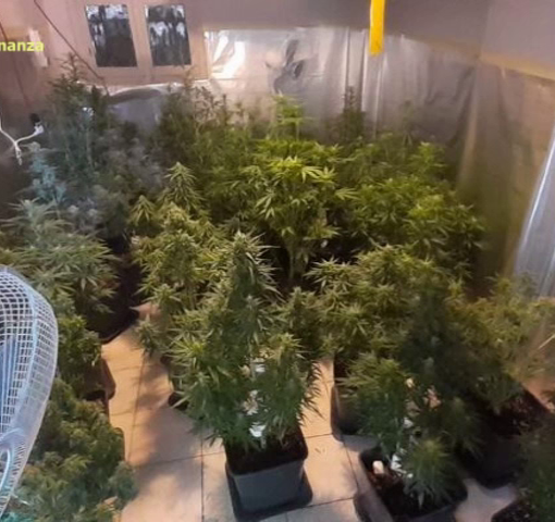 Traffico di sostanze stupefacenti tra Pavia e Zinasco: arrestate 9 persone e sequestrate quattro piantagioni di marijuana