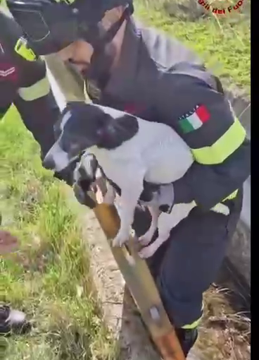 Siziano: cane di piccola taglia finisce accidentalmente in un fosso, salvato dai Vigili del fuoco. Le immagini