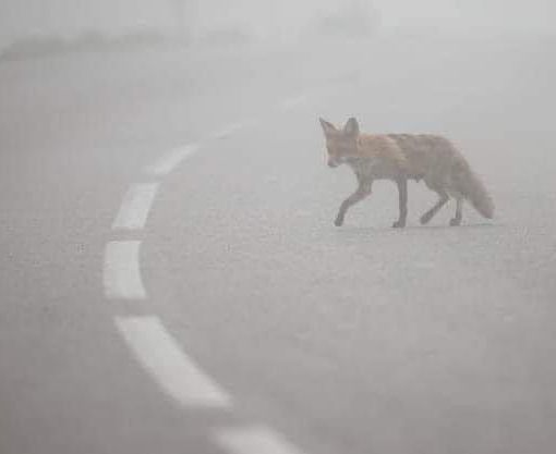 La volpe spaesata nel fumo, foto postata dalla dottoressa Pais