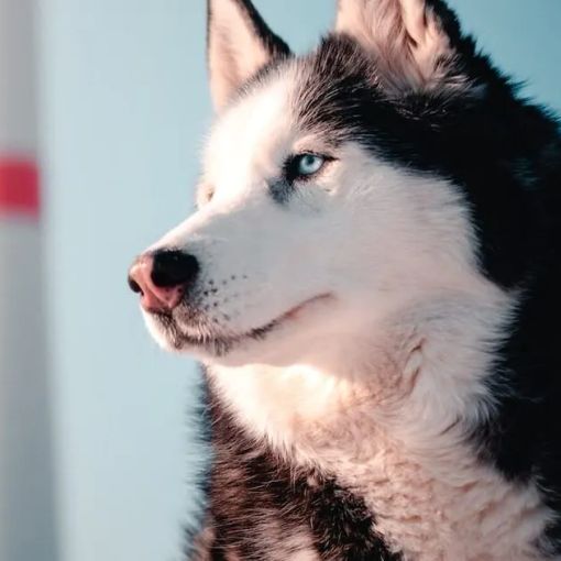 Husky siberiano infila la testa nella griglia di ventilazione di un appartamento a Corsico, salvato dai Vigili del Fuoco