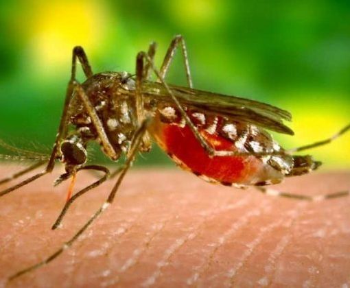 298 casi di West Nile in Italia, 9 decessi in Lombardia