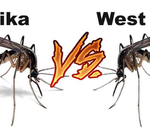 Novara, muore paziente ricoverato per il virus West Nile