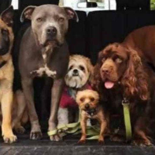 Milano, la Polizia Locale salva 34 cani denutriti
