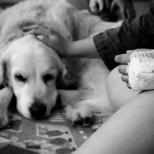 Quattro zampe in corsia: curarsi &quot;coi cani&quot;, negli ospedali del Gruppo San Donato