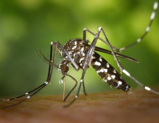 In Lombardia arriva la zanzara coreana. Resistente al freddo…
