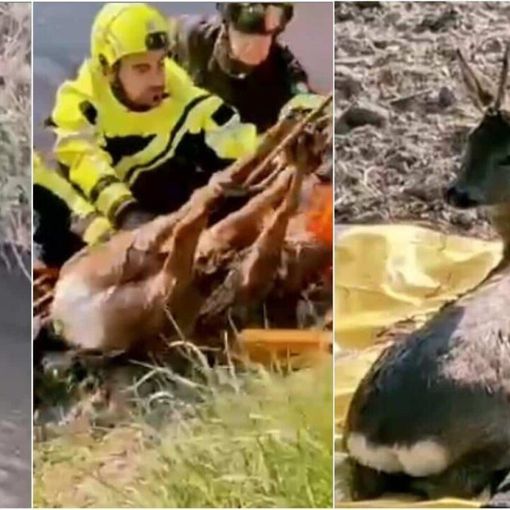 Zibido, capriolo intrappolato nel Naviglio Grande: salvato dai Vigili del Fuoco