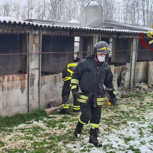 - VIDEO - Vigevano: crolla il tetto in un allevamento di maiali, soccorsi 400 capi