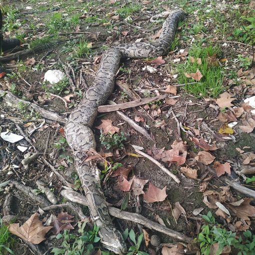 Pavese: i carabinieri forestali recuperano una carcassa di pitone lungo le rive del Lambro