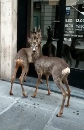 LA CURIOSITA': Due caprioli a spasso nel centro di Casale Monferrato - IL VIDEO