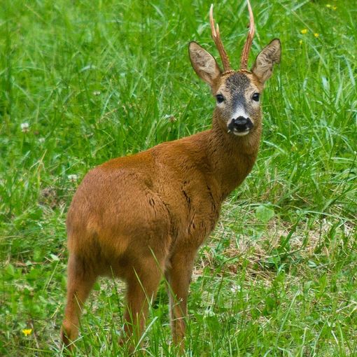 Voghera: pensionato aggredito da un capriolo che si era introdotto nel giardino della sua abitazione