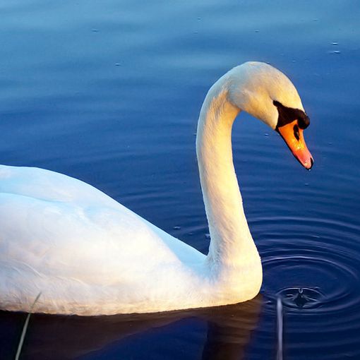 Cassinetta di Lugagnano: curato e liberato nel Naviglio Grande il cigno ferito da un amo da pesca