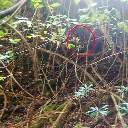 Garlasco, cinghiali in aumento nella zona lomellina del Parco del Ticino