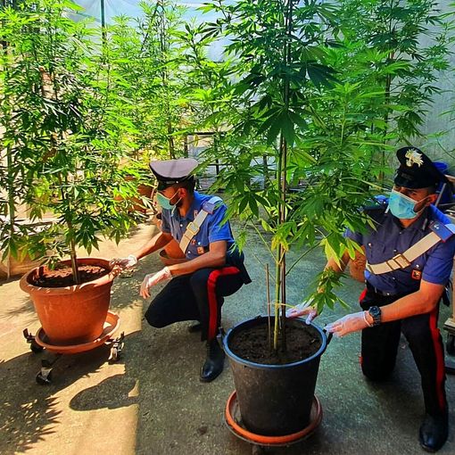 Landriano: sorpresa a coltivare 9 piante di marijuana, denunciata una 55enne