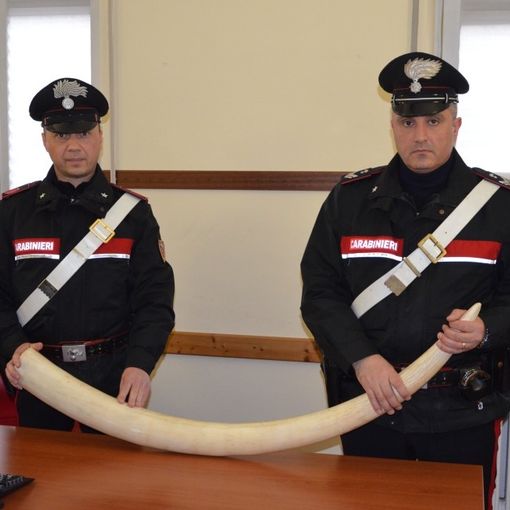 Broni: trovato con una zanna di elefante all'interno dell'auto, nei guai un 52enne