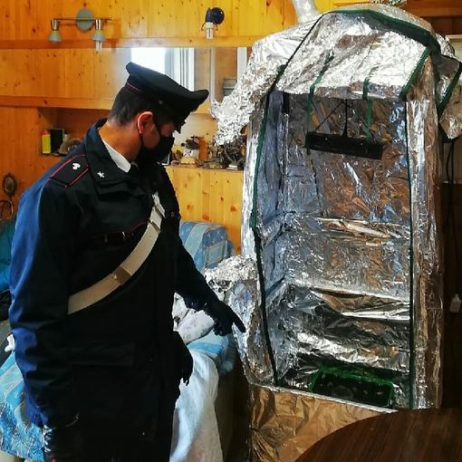 Pavia: germogli di marijuana tra le mura domestiche, denunciati madre e figlio