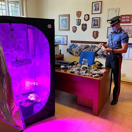 Pavese: trovato con una serra di marijuana a Magherno, denunciato un 25enne