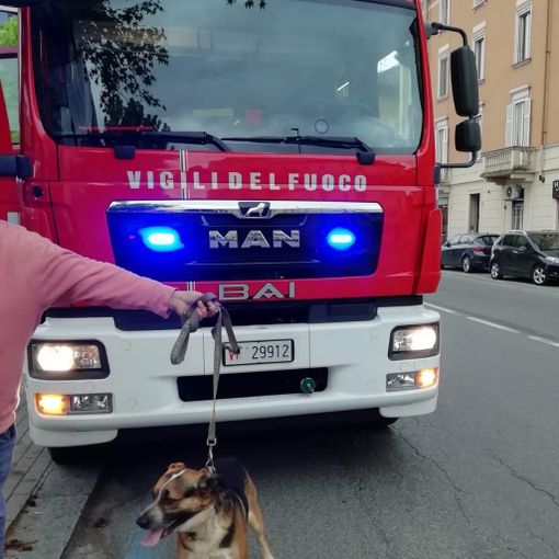 Pavia: i Vigili del fuoco recuperano un cane scivolato all'interno dell'ex area Enel