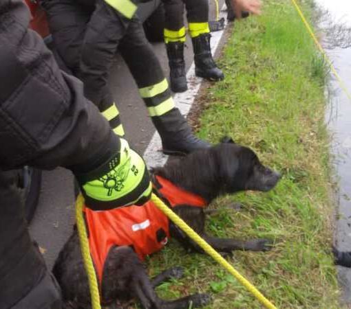 Robecco sul Naviglio: salvato dai sommozzatori il cane ‘Rambo’ caduto nel Naviglio Grande