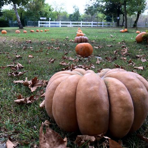 26 Settembre, debutta a San Martino Siccomario Pumpkin Patch, il Villaggio delle Zucche