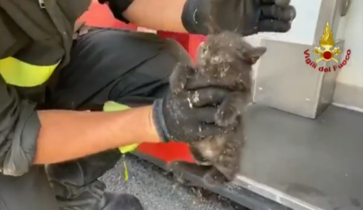 VIDEO. Pavia: i Vigili del fuoco salvano un gattino incastrato sotto una macchina per fototessere
