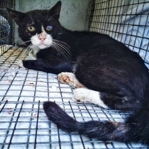 Velezzo Lomellina: colonia felina decimata, la Lav conferma la presenza di veleno nelle esche