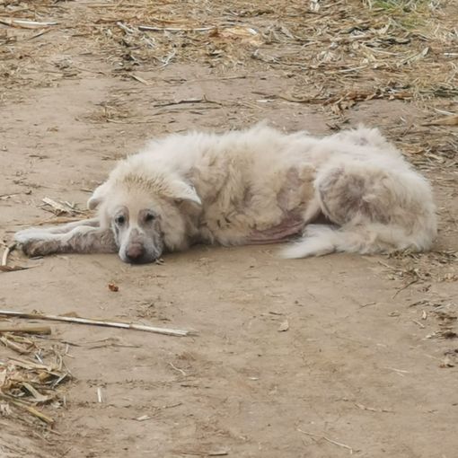 LAV Oltrepò impegnata con il sindaco di Breme per il recupero di Barnaba, il cane abbandonato sei anni fa e adottato dalla comunità lomellina