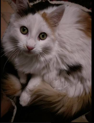 Una bella foto della gattina Kylie