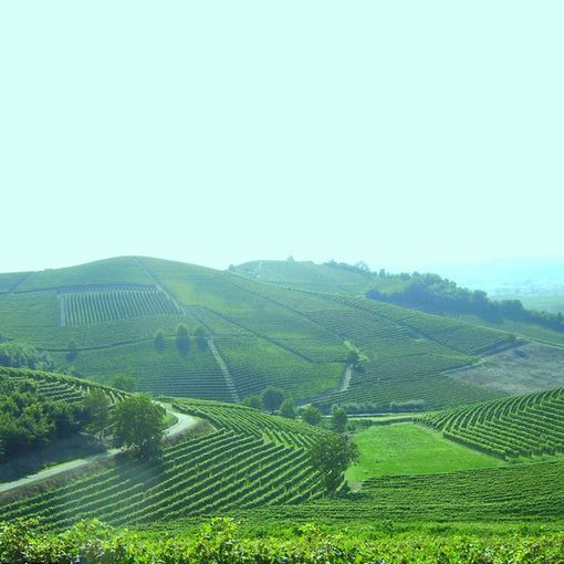 “Domenica rosa in cascina” tra pigiatura con i piedi e pranzo nei vigneti