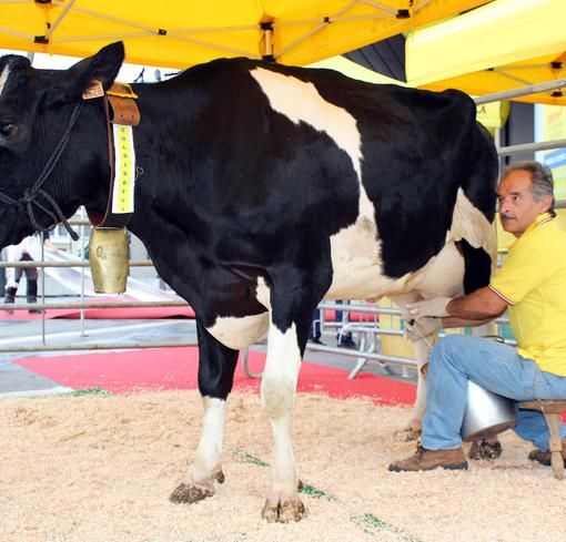 Lactalis disdice il contratto sul prezzo latte. Allevatori lombardi in subbuglio