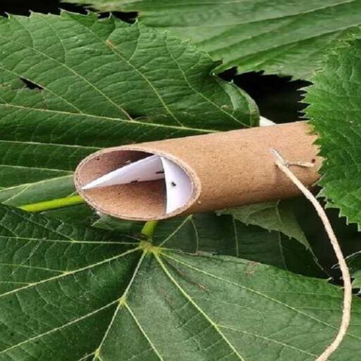 FOTONOTIZIA. Agricoltura, lotta alla cimice asiatica: ieri il primo lancio di vespa samurai