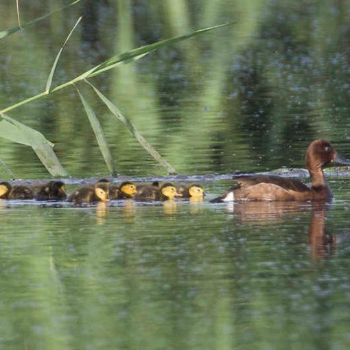 La piccola anatra che venne dall’est nidifica nel Parco