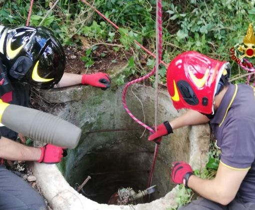 Pieve Albignola: esemplare di Setter cade in un pozzo di 15 metri e viene salvato dai Vigili del Fuoco
