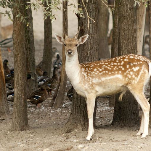 Al Parco Ittico Paradiso la natura incontra la sicurezza per delle giornate immersi nel verde