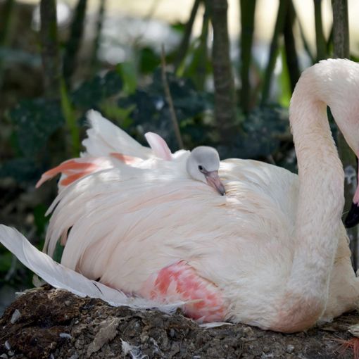 Al parco le Cornelle di Bergamo, il baby fenicottero rosa simbolo di speranza