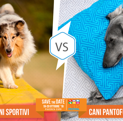 Partecipa al contest “Cani sportivi vs cani pantofolai” con Petsfestival