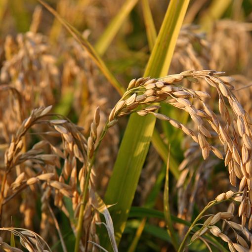 Ue: Coldiretti, insostenibili tagli per 2,7 mld ad agricoltura italiana
