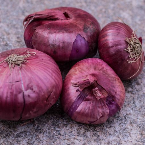 Viaggio nell’Italia dei Presìdi Slow Food: la cipolla rossa di Breme