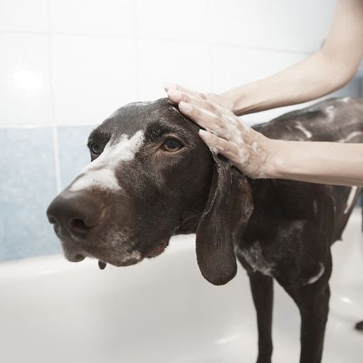 «In zona rossa anche la salute e il benessere degli animali»
