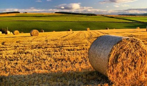 Agricoltura. Anticipo PAC: da Regione Lombardia 95 milioni di euro per oltre 10 mila imprese