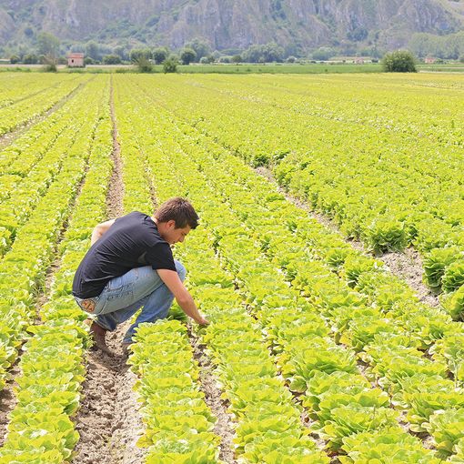 Lavoro, giovani imprese nei campi: in Lombardia ne nasce una al giorno