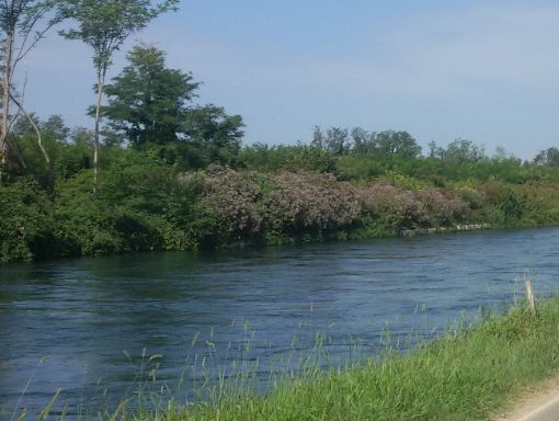 Bernate Ticino, ragazzi si tuffano nel Naviglio Grande dal ponte della Tav